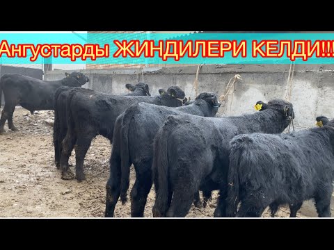 Видео: Ангустар келди свежий ☎️ +996 220828181