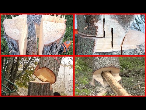 Видео: Специальные приемы рубки деревьев для сложных ситуаций. Сборник.