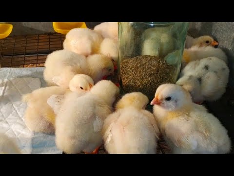 Видео: КОББ-500 ЧЕХИЯ - КАК ДУРЯТ НАРОД // МОИ ЦЫПЛЯТА БРОЙЛЕРЫ