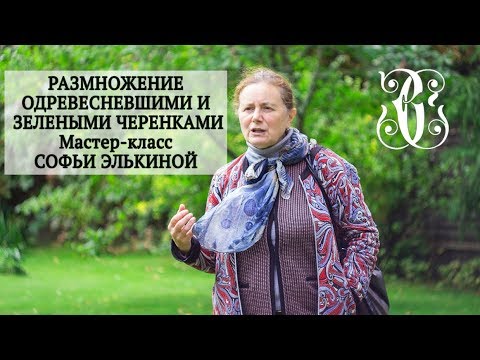 Видео: Размножение одревесневшими и зелеными черенками. Мастер-класс Софьи Элькиной