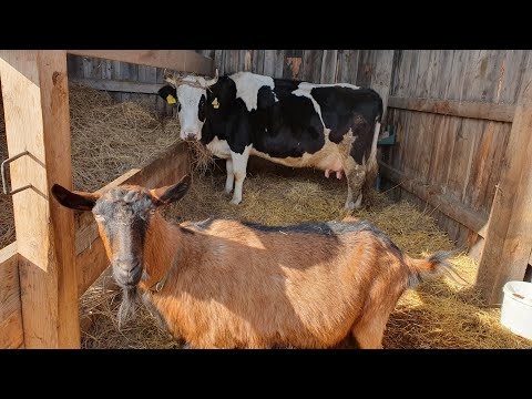 Видео: Козы или коровы?