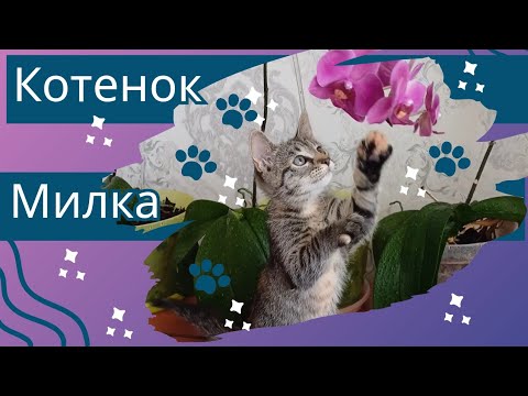 Видео: Милка дома: игривая, смешная, но за ней нужен глаз да глаз!  Будни котёнка | Relax & Fun