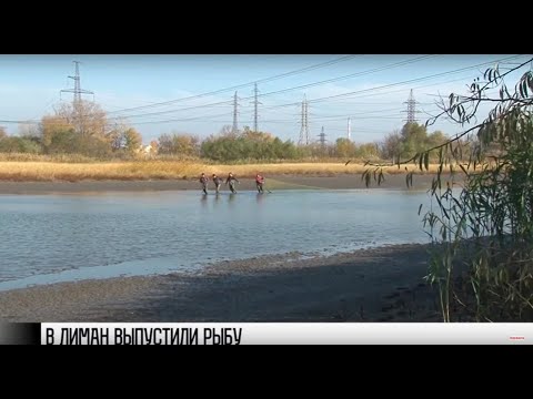 Видео: В Кучурганское водохранилище выпустили рыбу