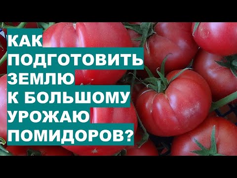 Видео: КАК ПОДГОТОВИТЬ землю в теплице к Большому Урожаю помидоров?