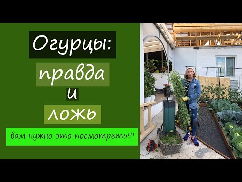 Видео: Огурцы: правда и ложь. Вам нужно это посмотреть