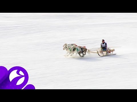 Видео: В Салехарде прошел День оленевода