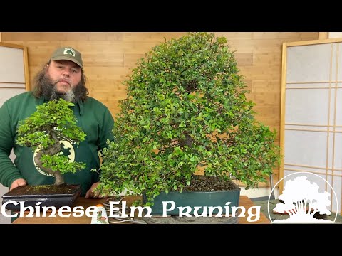Видео: Обрезка китайского вяза бонсай! — Greenwood Bonsai