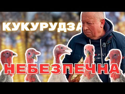 Видео: ЩО БУДЕ З КУКУРУДЗОЮ? Про стан, ціни, сушку та інше.