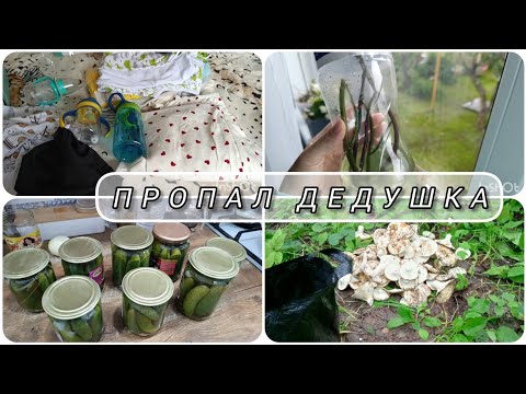 Видео: ПОИСКИ! 👴Размножаю орхидеи🌸/Обзор покупок/мариную до ночи🥒 #будни #обзор #влоги