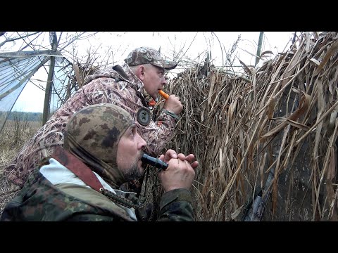 Видео: Охота на гуся на Вологодчине #27.1 Открытие сезона