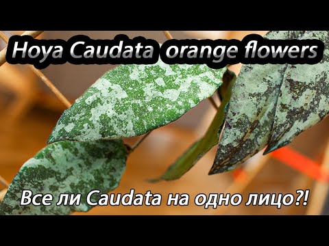 Видео: Hoya Caudata orange flowers- все ли Caudata на одно лицо ?!