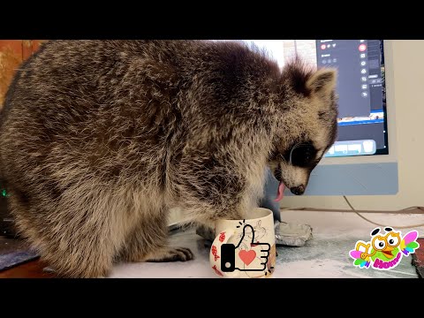 Видео: So the raccoon helps me work at the computer. Вот как енот помогает работать за компьютером.