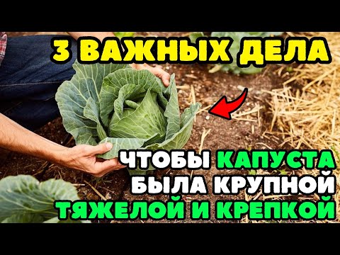 Видео: 🟢КАПУСТА в ИЮНЕ: 3 ВАЖНЫХ дела, чтобы Урожай КАПУСТЫ был КРУПНЫМ тяжелым и КРЕПКИМ! Чем подкормить?