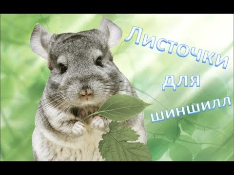 Видео: Листья для ШИНШИЛЛ!