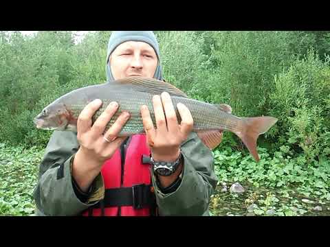 Видео: Рыбалка в Коми 2011 год. Рекордный хариус 1.5кг. Щука и окунь в изобилии, не считаются.