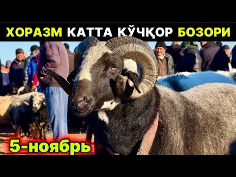 Видео: ХОРАЗМ ҚЎЧҚОР БОЗОРИ… ШОВОТ ПИР БОЗОРИ  5-ноября 2025 г.