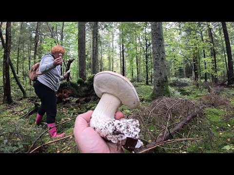 Видео: УХ!..Нова ГРИБНИЦЯ Чорний ліс, НЕБЕЗПЕКА НА КОЖНОМУ КРОЦІ! Але ГРИБИ тут Є!
