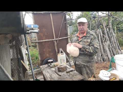 Видео: чаша из берёзового капа