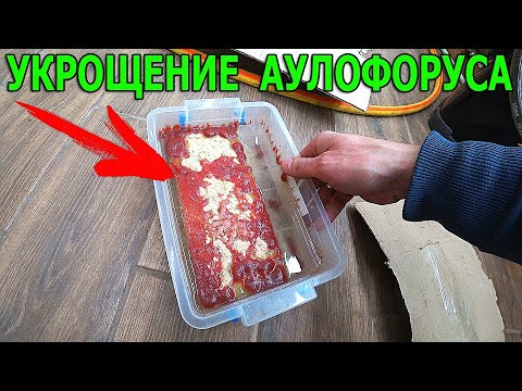 Видео: Корм для рыбок домашнего разведения - Аулофорус