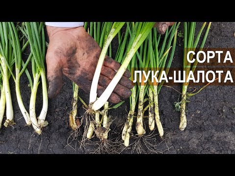 Видео: Сорта лука-шалот. Берёзовский аристократ, Любимец Урала. Патент и авторское свидетельство КФХ Алыева