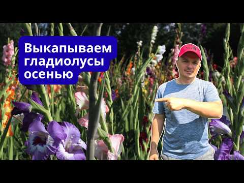 Видео: Гладиолусы осенью 🌸 Выкапывание, обработка и хранение.