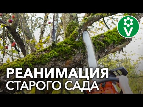 Видео: ОБРЕЗКА СТАРОГО САДА. КАК ОМОЛОДИТЬ СТАРЫЕ ДЕРЕВЬЯ?