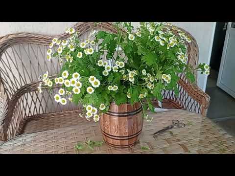 Видео: Как сделать сад УЮТНЫМ?🌸 БЕСЕДКА и ДЕКОР  в саду.