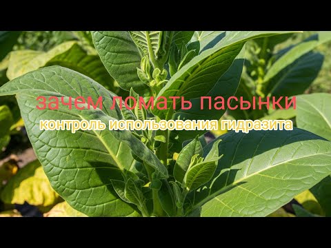 Видео: Заежженая тема пасынкования