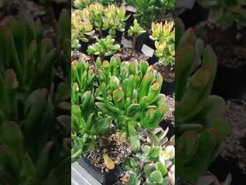 Видео: Поливаю Адромискусы и Толстянки, рассуждаю о донате, рекламе и платных консультациях