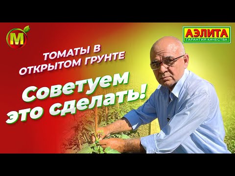 Видео: Наш опыт выращивания ТОМАТОВ В ОТКРЫТОМ ГРУНТЕ. Делимся советами!