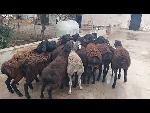 Видео: 4 ноября 2025 г.