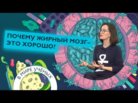 Видео: Нейробиология в Сколтехе: откуда ученые берут мозги и как их изучают | Мария Осетрова| В мире ученых