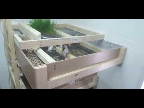 Видео: Кормление и поение крыс, содержащиеся группой.