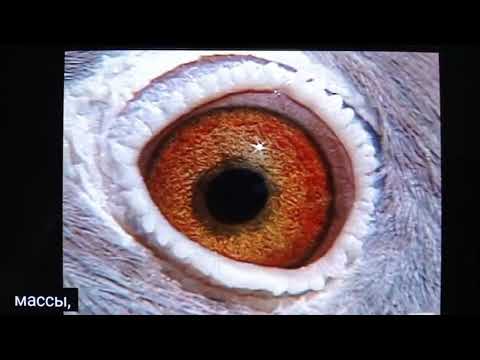 Видео: Голуби. Знак глаза(познавательное старое видео 18лет,  из зарубежного канала) 👍👍👍👍