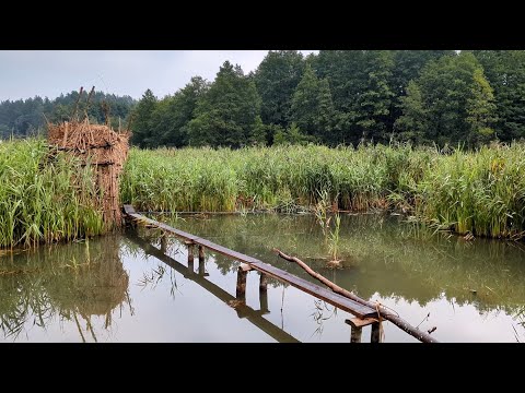 Видео: Рыбалка на зонтики. В шалаше живет норка!