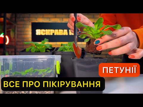 Видео: Петунья. Правильная пикировка рассады.
