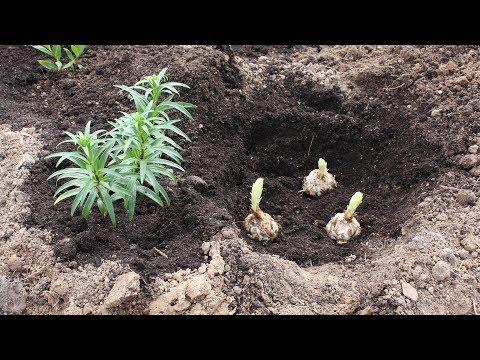 Видео: Сажаем лилии в мае  Они зацветут этим летом!