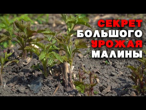 Видео: Первые и следующие подкормки ремонтантной малины. Подробно объясняем «что и почему».