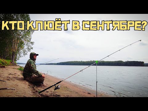 Видео: ХИЩНОЕ ПРИШЛО НОЧЬЮ! Это судак или щука? Рыбалка в сентябре с НОЧЕВКОЙ.