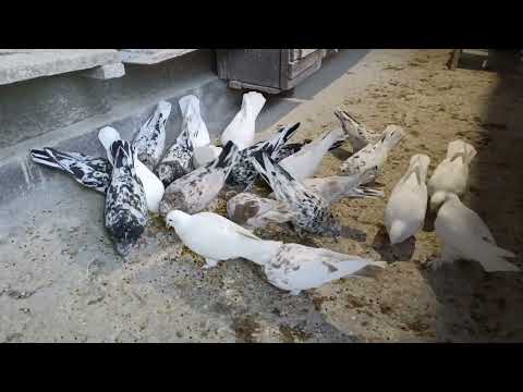 Видео: Бакіни