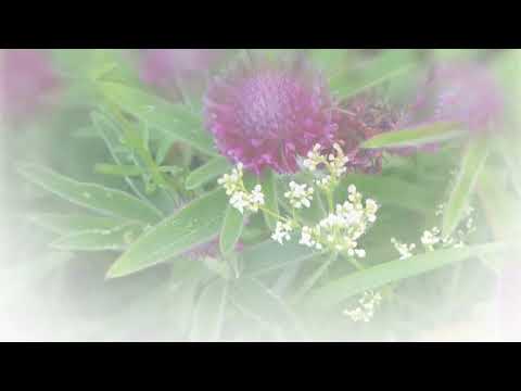 Видео: Лесные прогулки