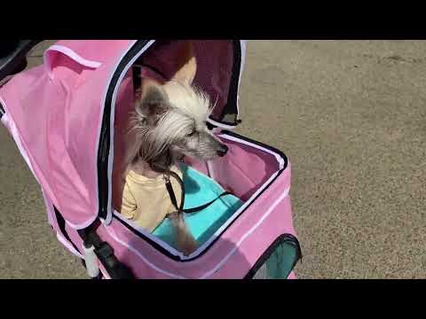 Видео: Выпуск 1. Прогулка в Ричмонд парк на Темзе. Episode 1. Walks in Richmond Upon Thames (London) park.