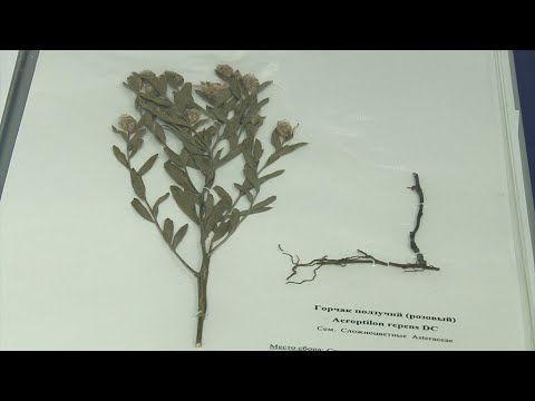 Видео: Чем опасен горчак ползучий?