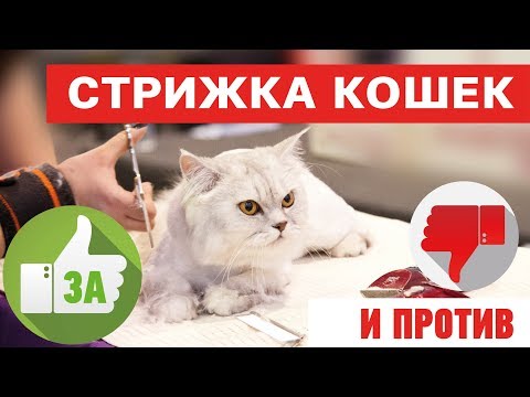 Видео: Стрижка кошек - это вредно??? За и против. На что обратить внимание!