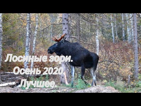 Видео: Лосиные зори.На лося на реву.Осень 2020. Лучшее.