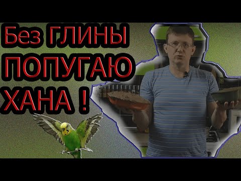 Видео: Разведение волнистых попугаев.