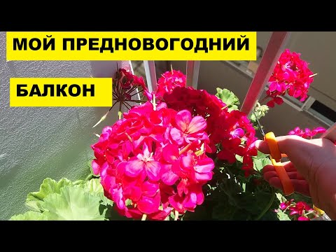 Видео: МОЙ ПРЕДНОВОГОДНИЙ ЦВЕТУЩИЙ БАЛКОН в НОВОЙ ЗЕЛАНДИИ