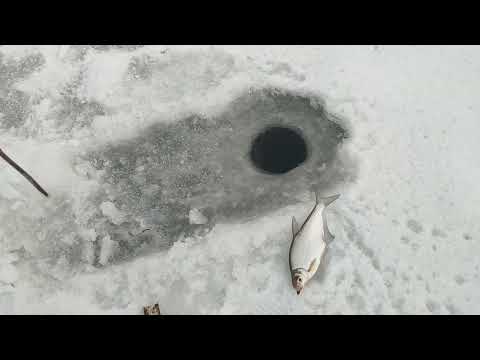 Видео: #Зимняя рыбалка на Оке#Ока#Рыбалка на вертолеты