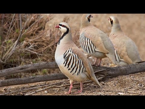 Видео: Кеклик//Как вырастить здоровую молодежь// Чем кормить и чем пропаивать до месяца