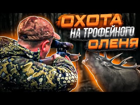 Видео: Охота на кабана и благородного оленя. Лайка и волкособ работают. Баня за 75 000 руб. в час.